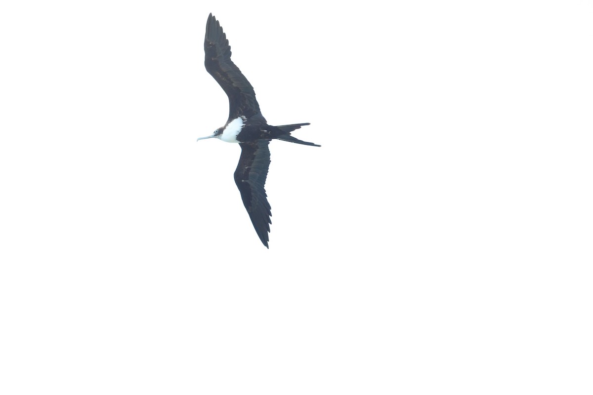 Great Frigatebird - ML628928920