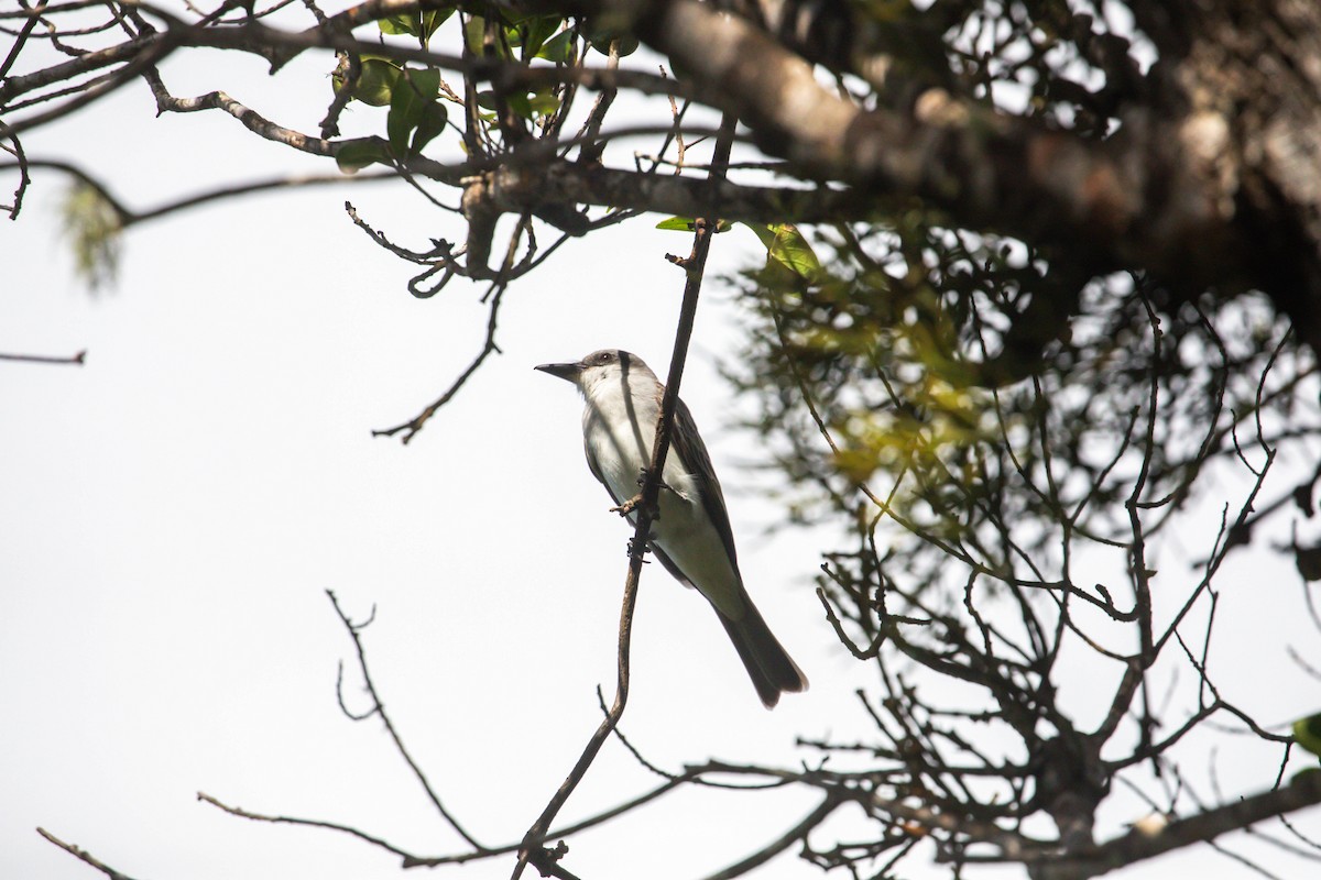 Gray Kingbird - ML628928928