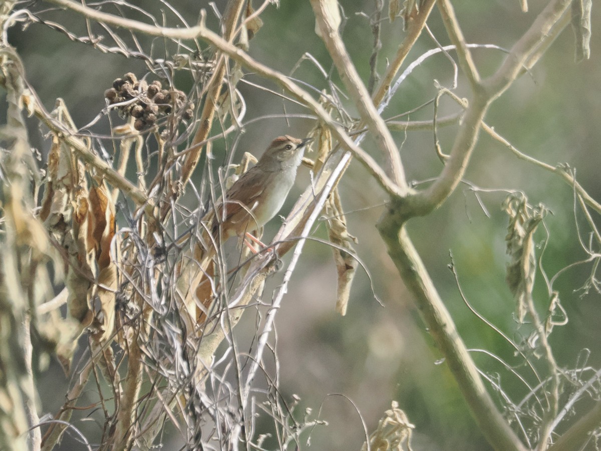 Tawny Grassbird - ML628928971
