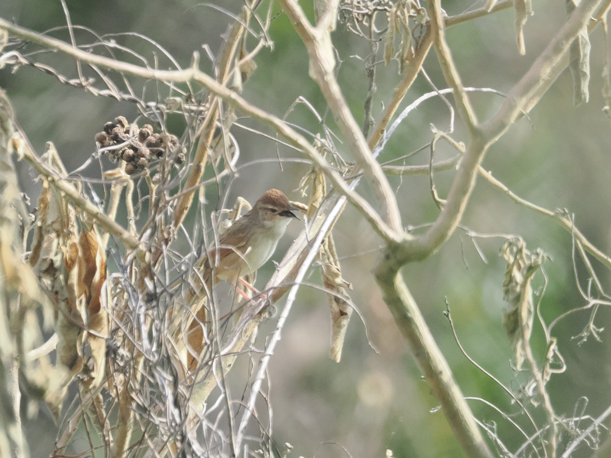 Tawny Grassbird - ML628928972