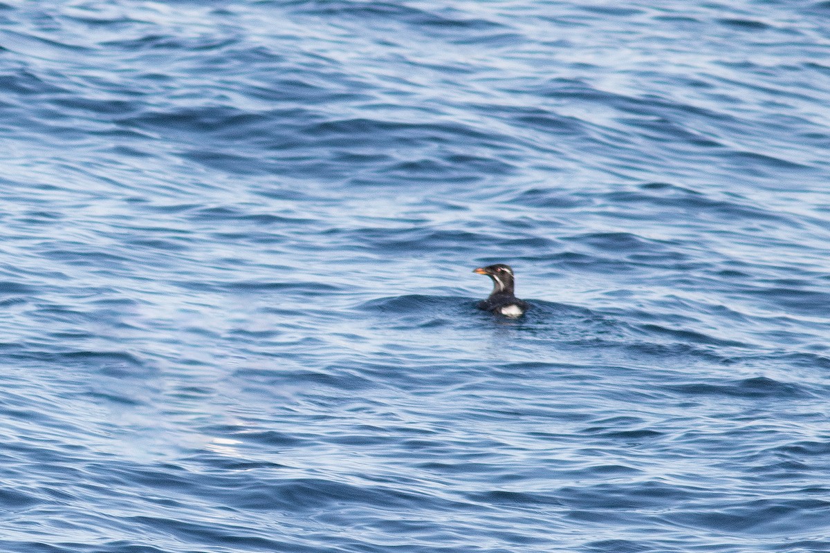 Rhinoceros Auklet - ML628929000