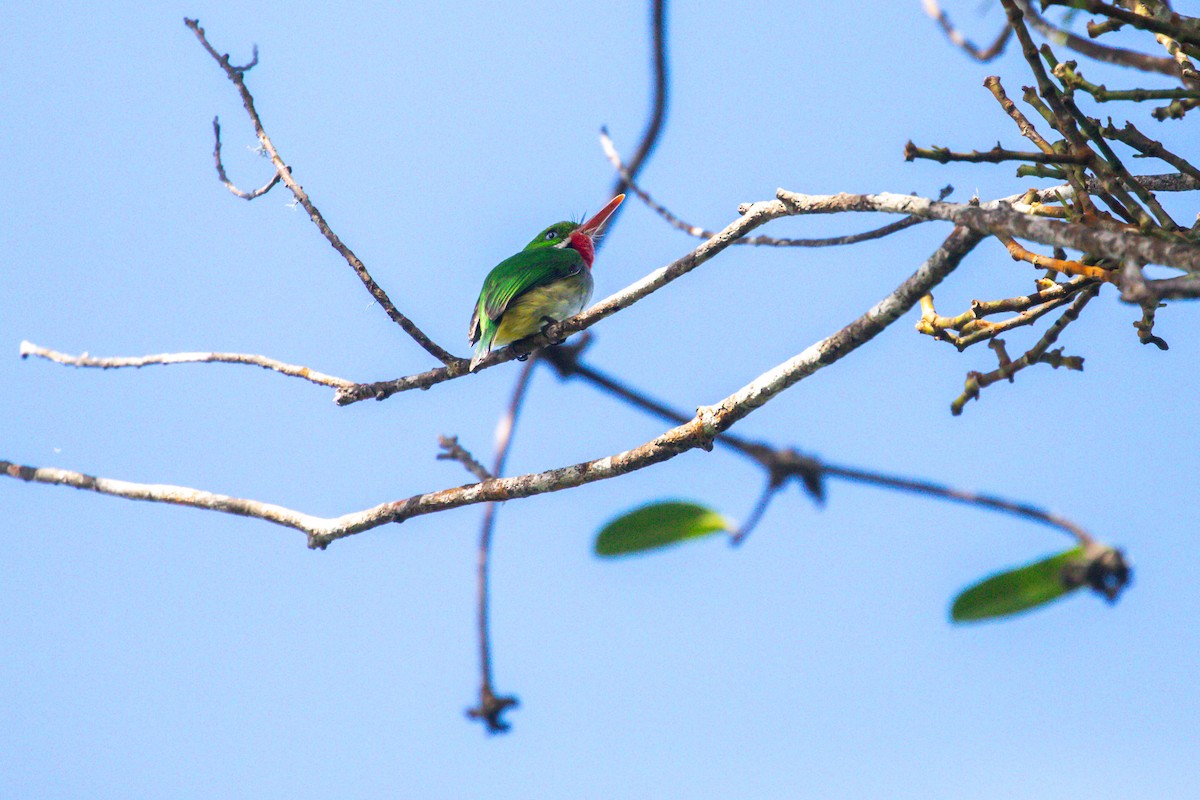 Puerto Rican Tody - ML628929081