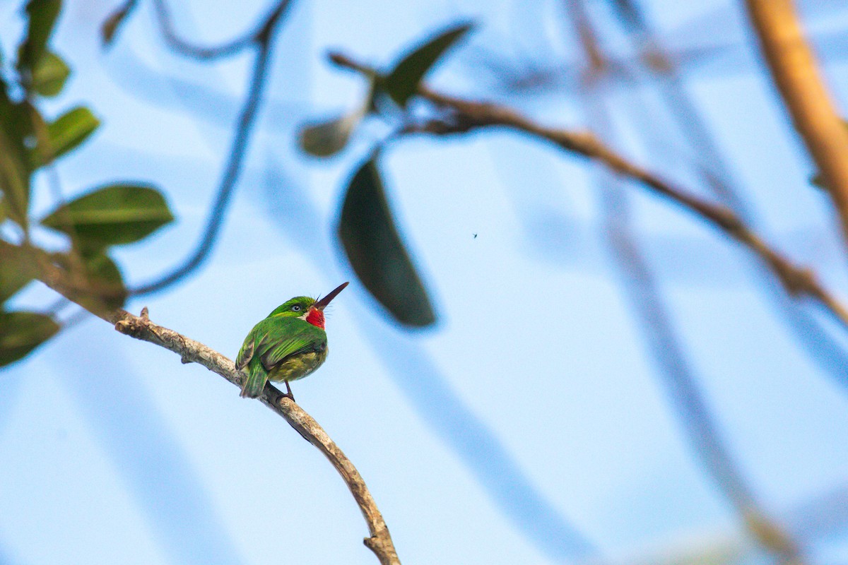 Puerto Rican Tody - ML628929082