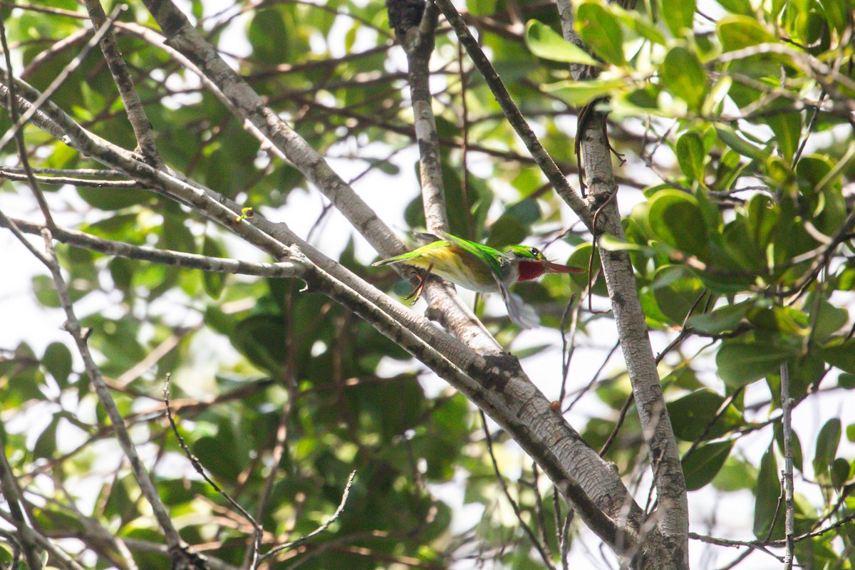 Puerto Rican Tody - ML628929083