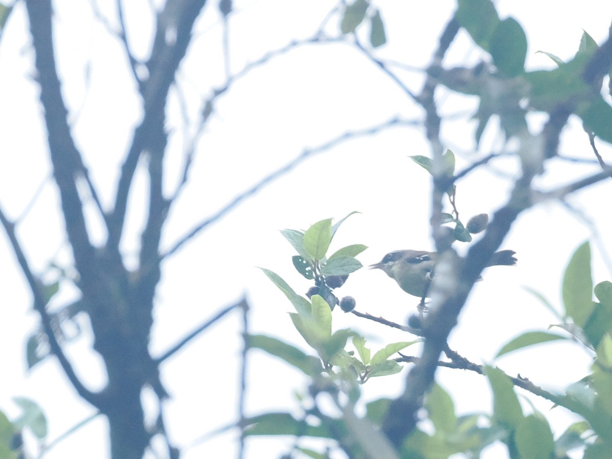 White-browed Scrubwren - ML628929086