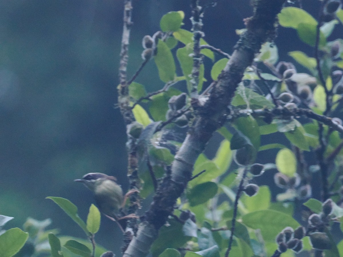 White-browed Scrubwren - ML628929087