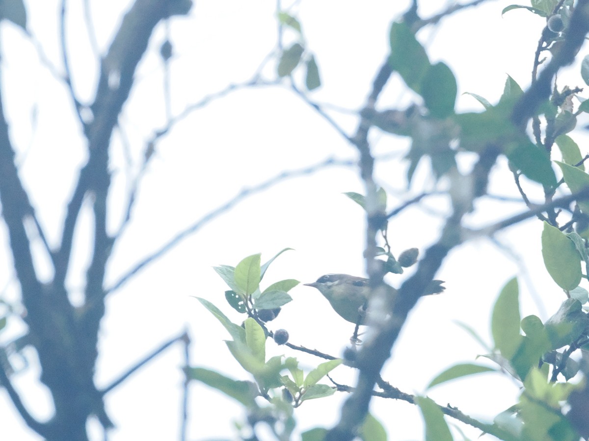 White-browed Scrubwren - ML628929088