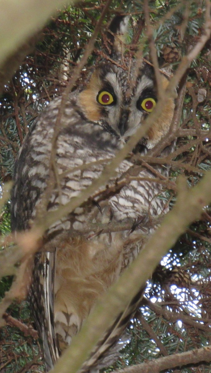 Long-eared Owl - ML628929106