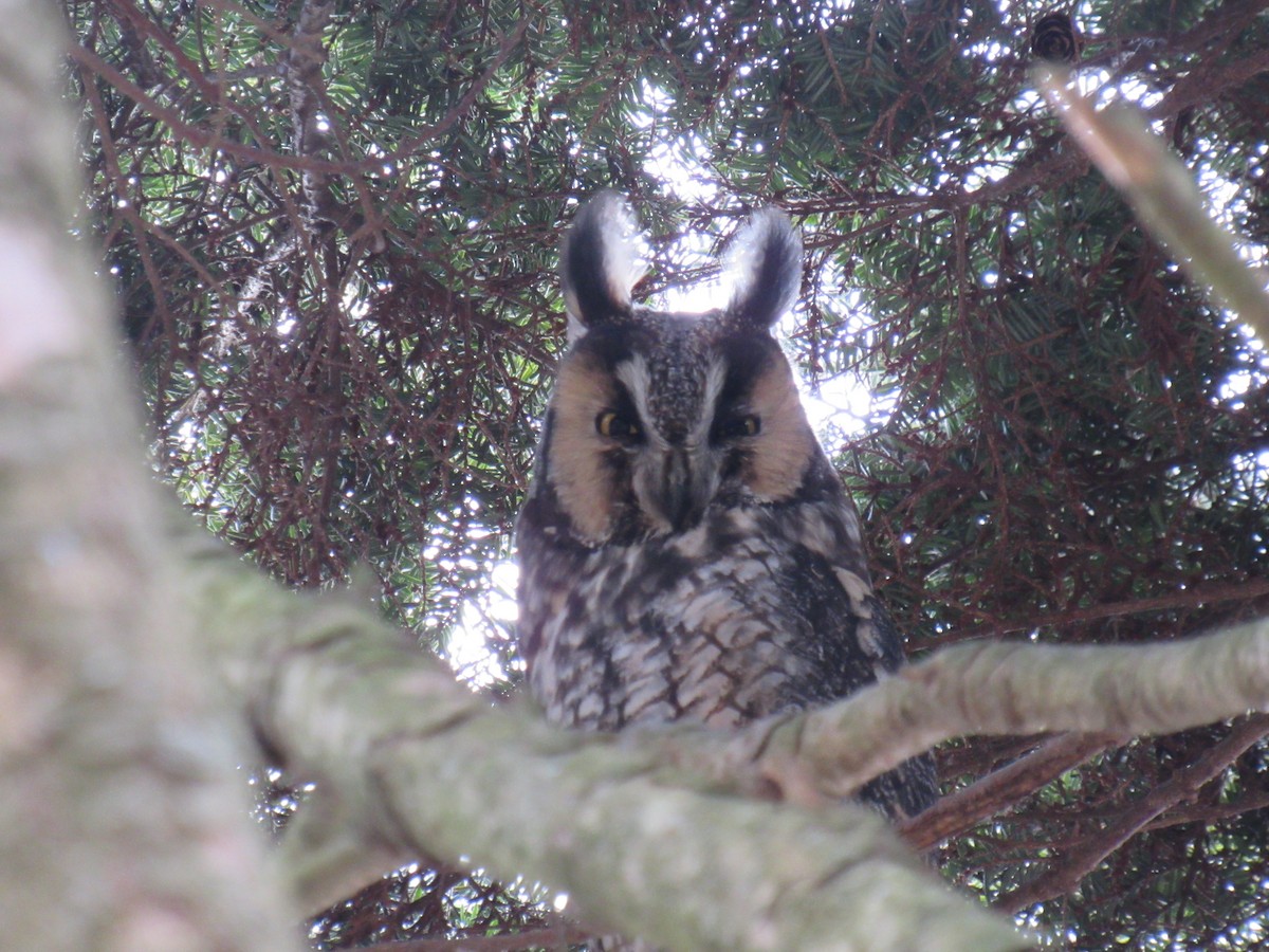 Long-eared Owl - ML628929108