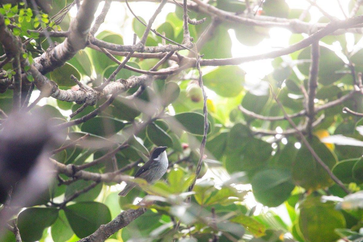 Puerto Rican Tanager - ML628929194