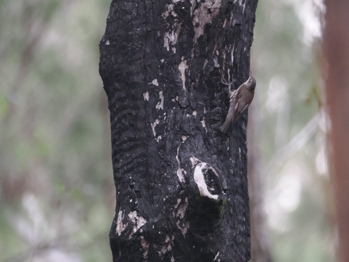 White-throated Treecreeper - ML628929196