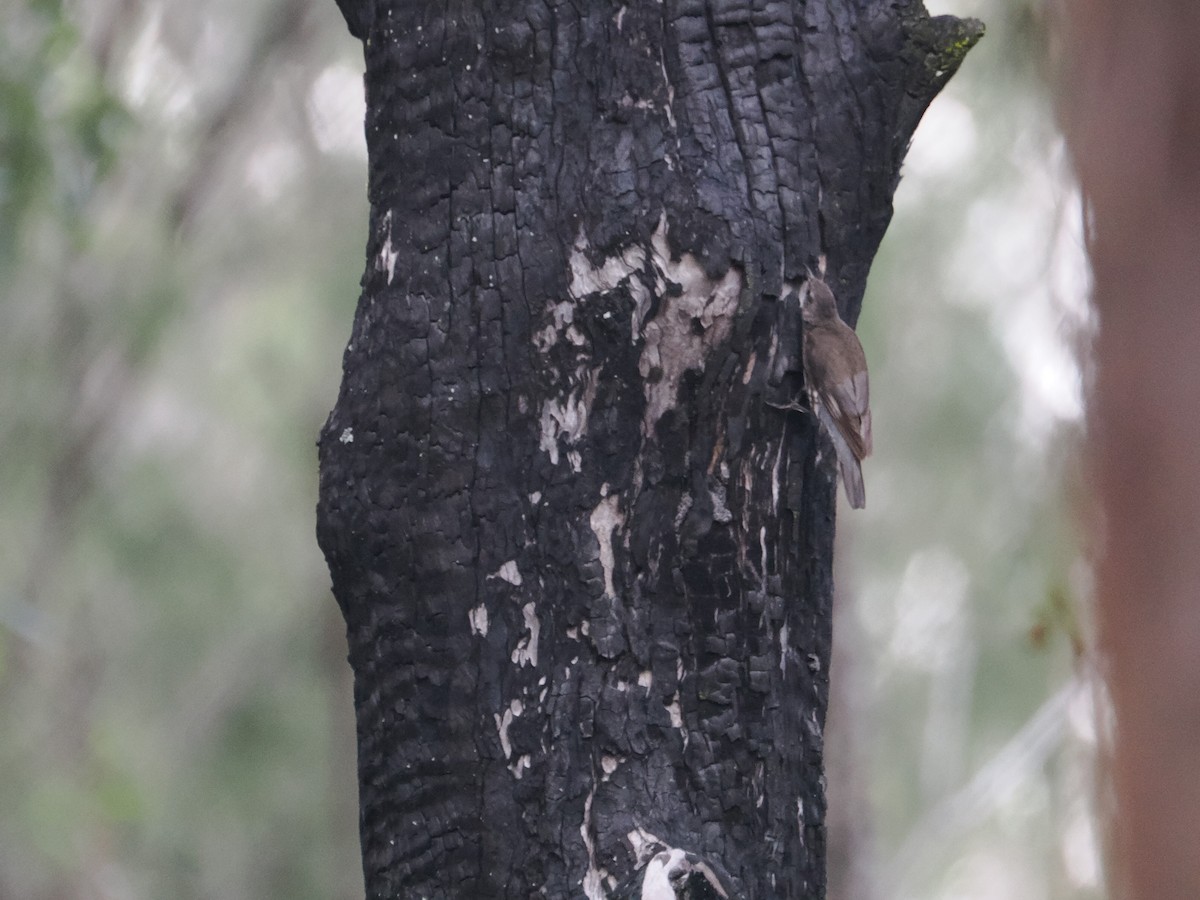 White-throated Treecreeper - ML628929197