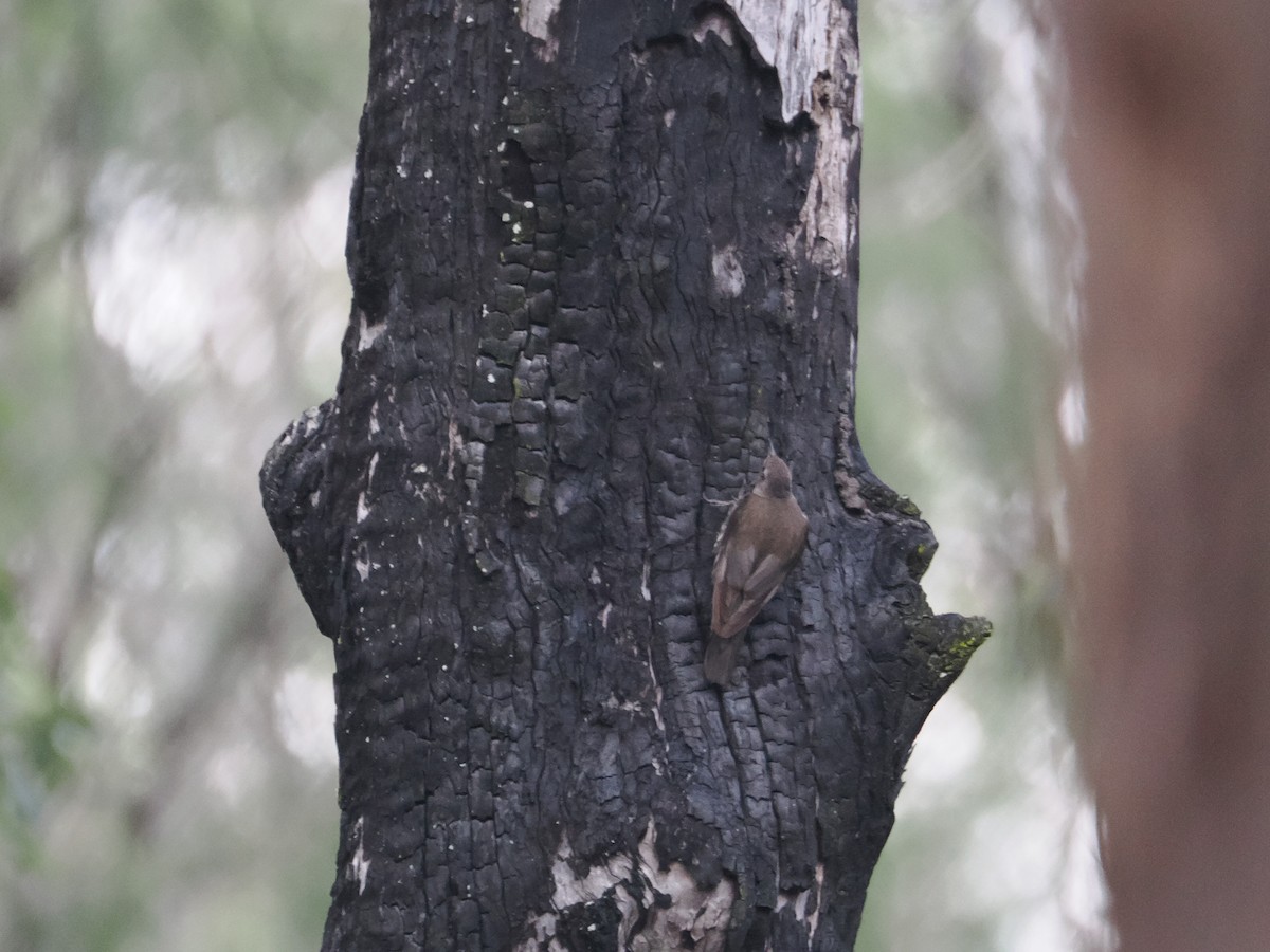 White-throated Treecreeper - ML628929198