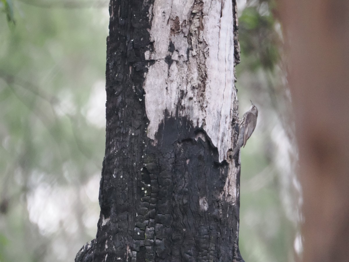 White-throated Treecreeper - ML628929200