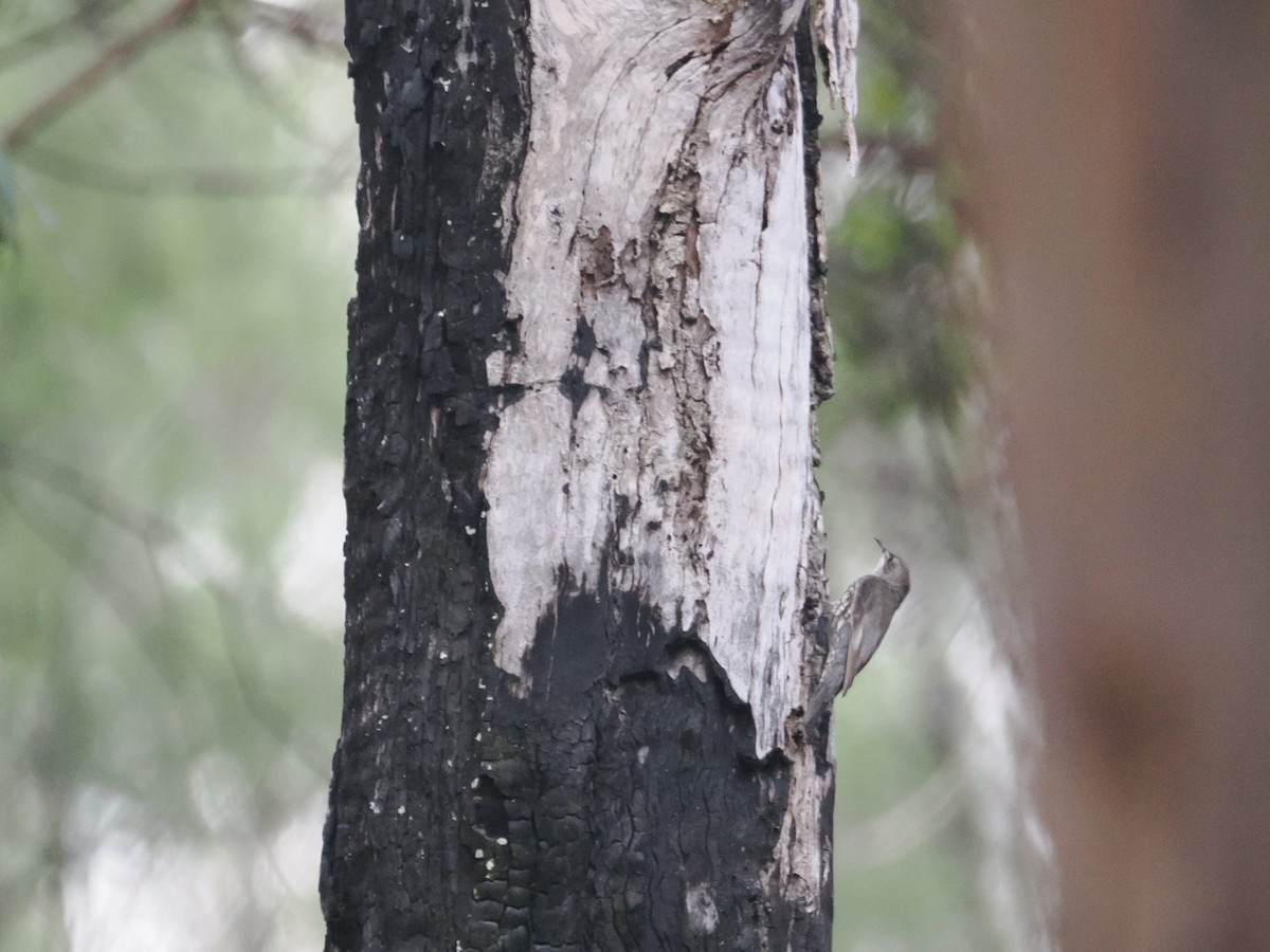 White-throated Treecreeper - ML628929202