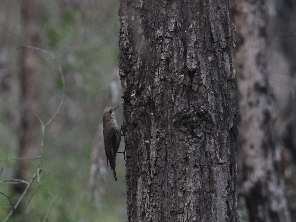 White-throated Treecreeper - ML628929204