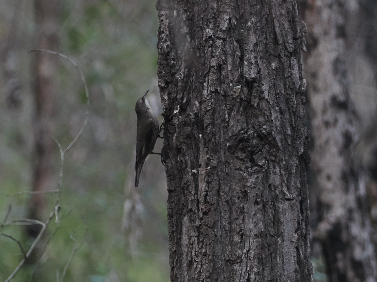 White-throated Treecreeper - ML628929206