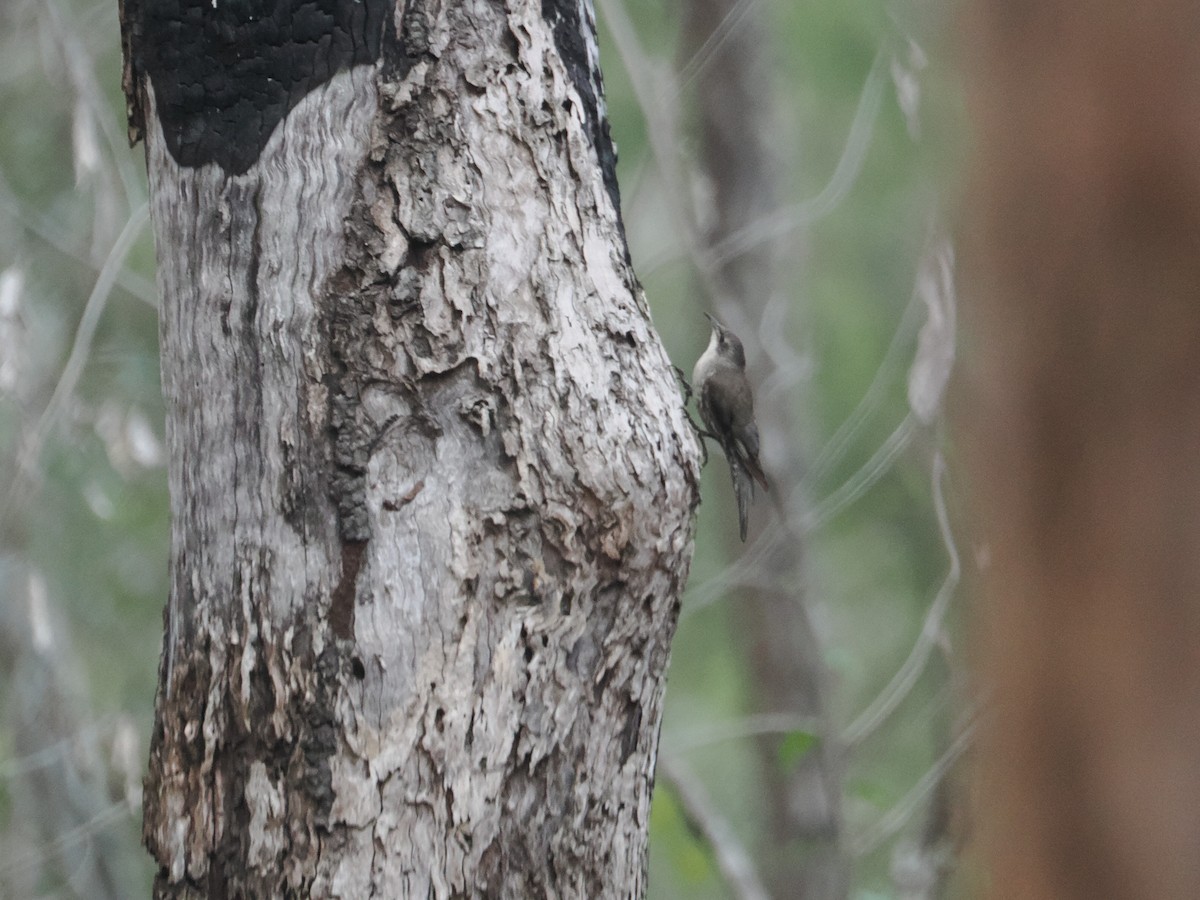White-throated Treecreeper - ML628929207