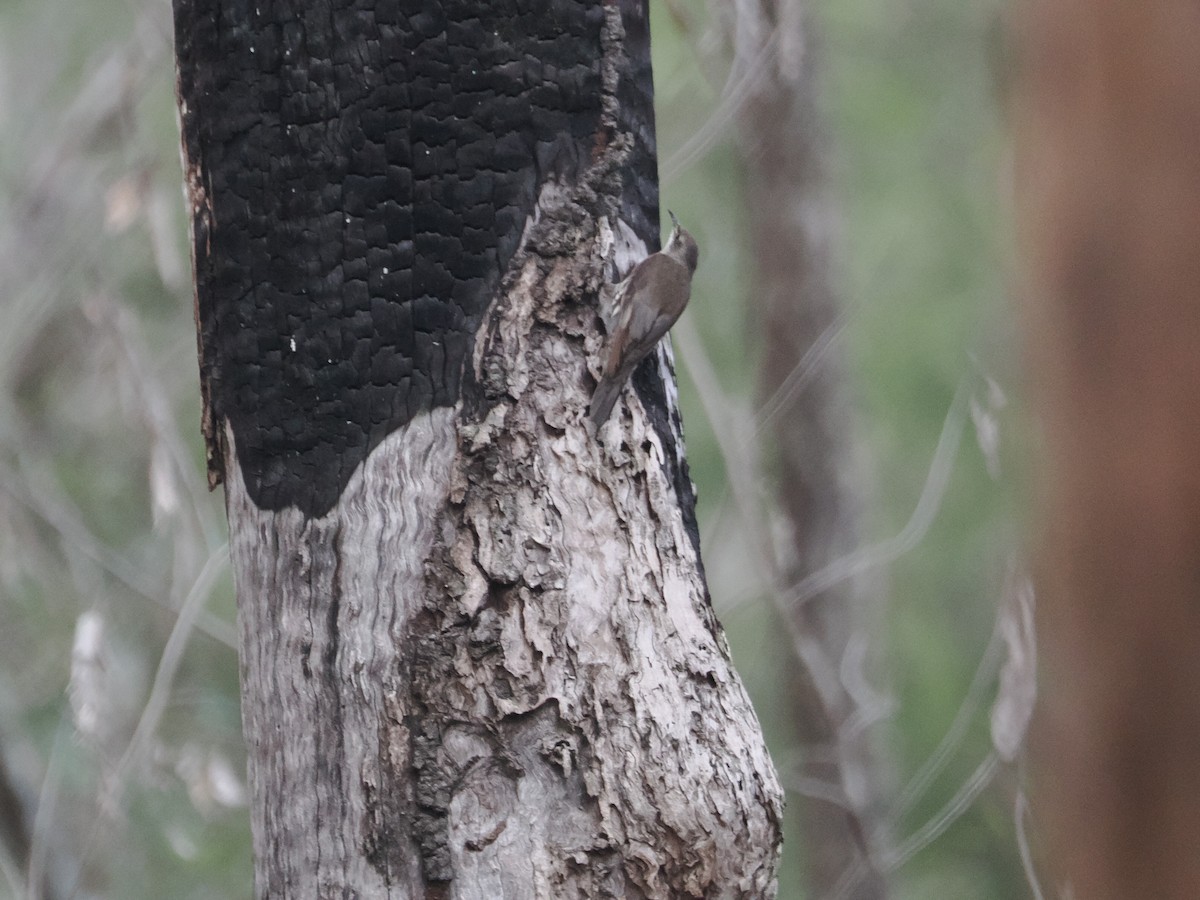 White-throated Treecreeper - ML628929208