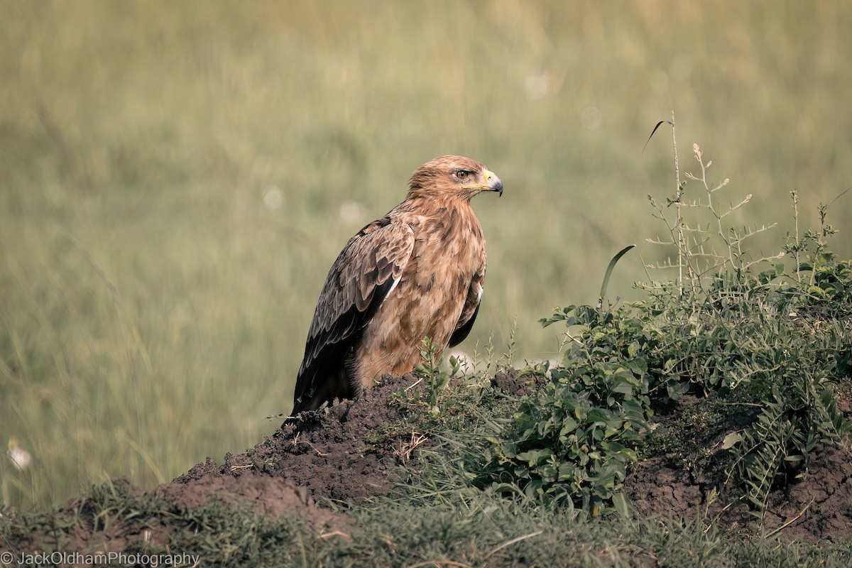 Tawny Eagle - ML628929219