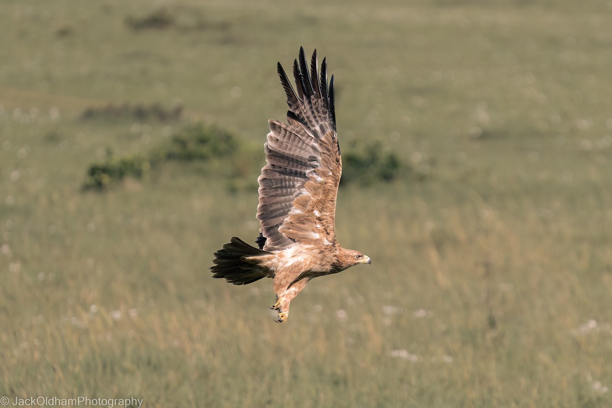 Tawny Eagle - ML628929220