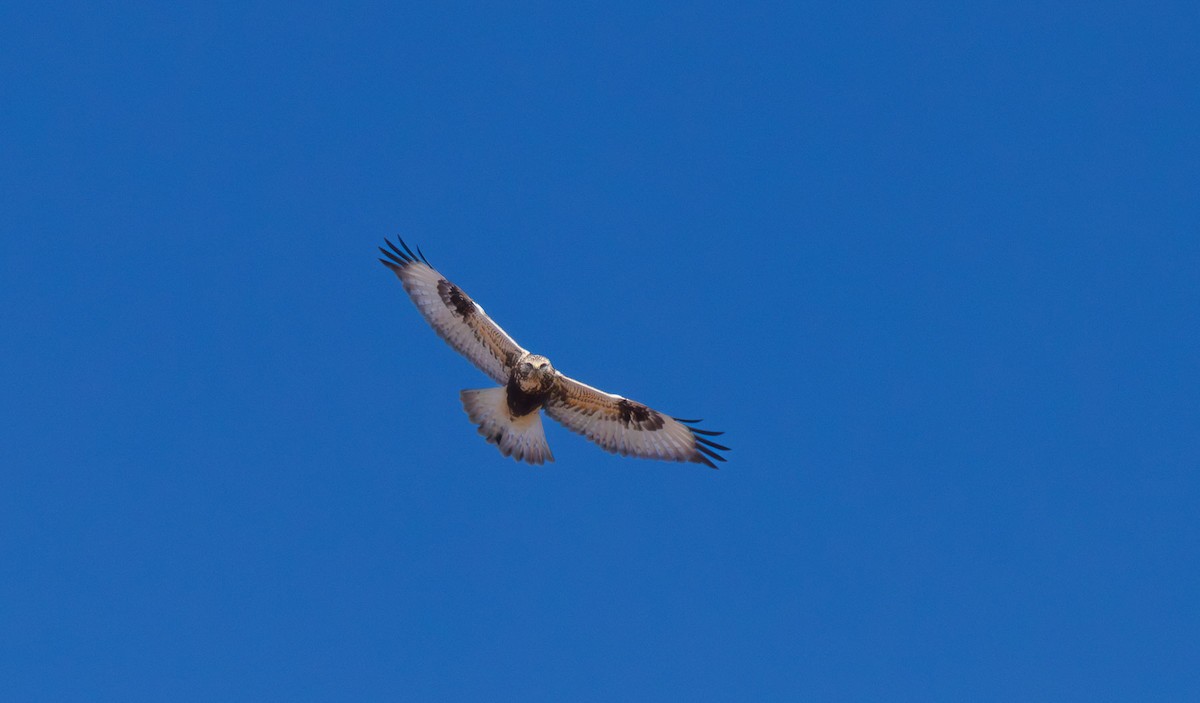 Rough-legged Hawk - ML628929224
