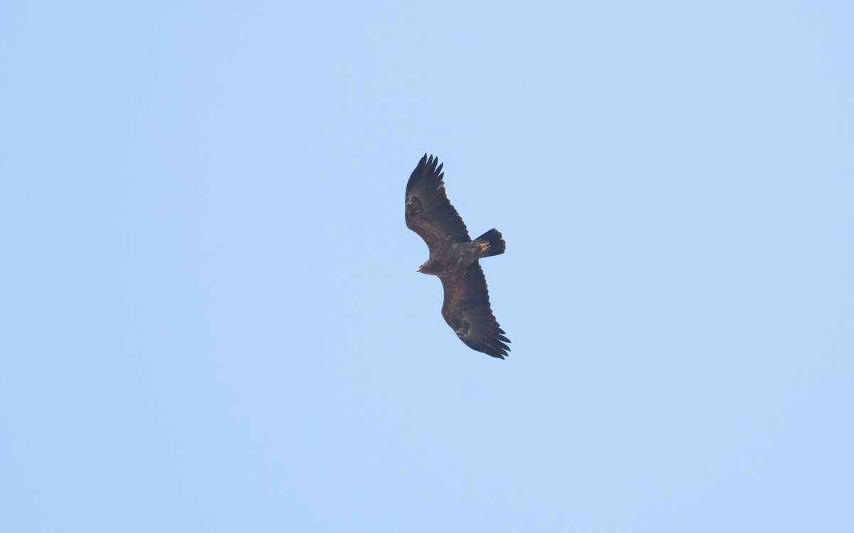 Lesser Spotted Eagle - ML628929225
