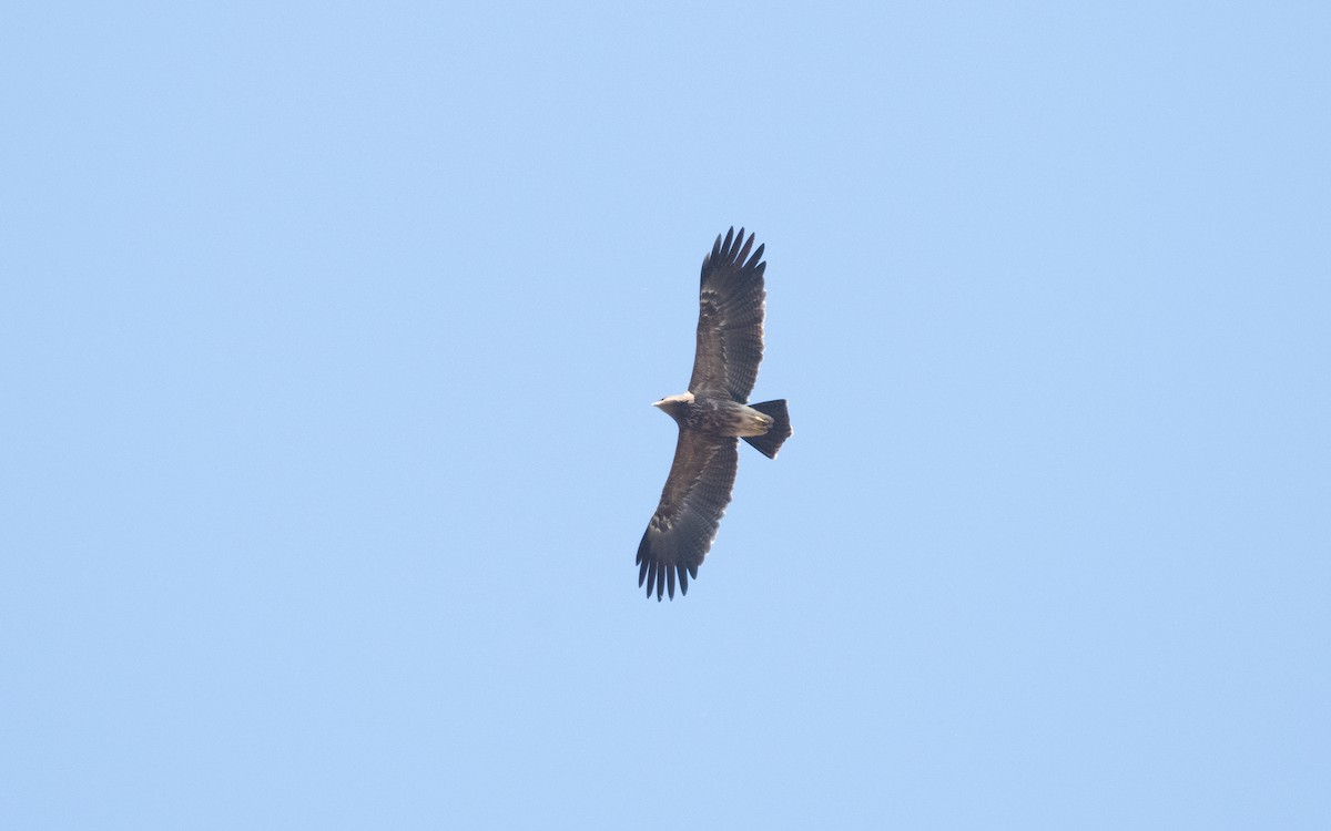 Lesser Spotted Eagle - ML628929226