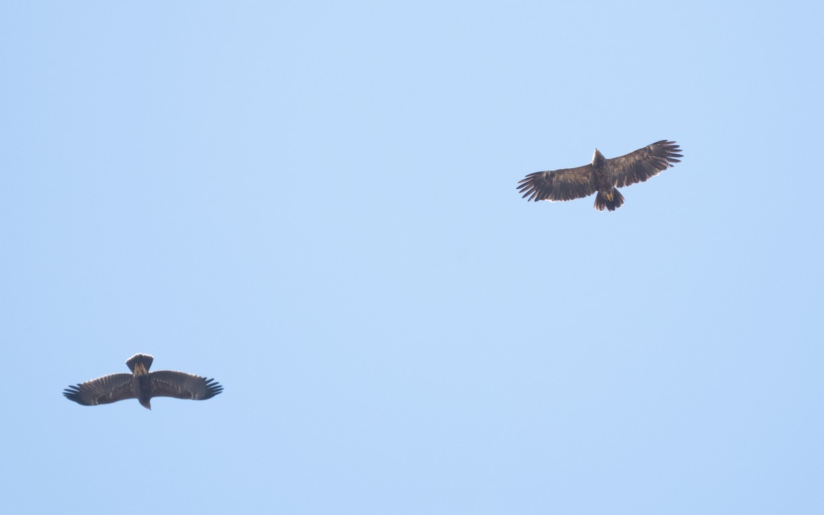 Lesser Spotted Eagle - ML628929227