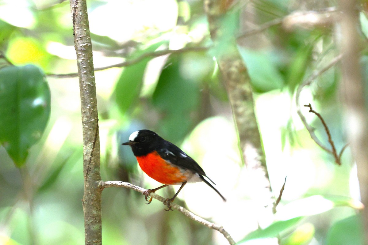 Norfolk Robin - ML628929233