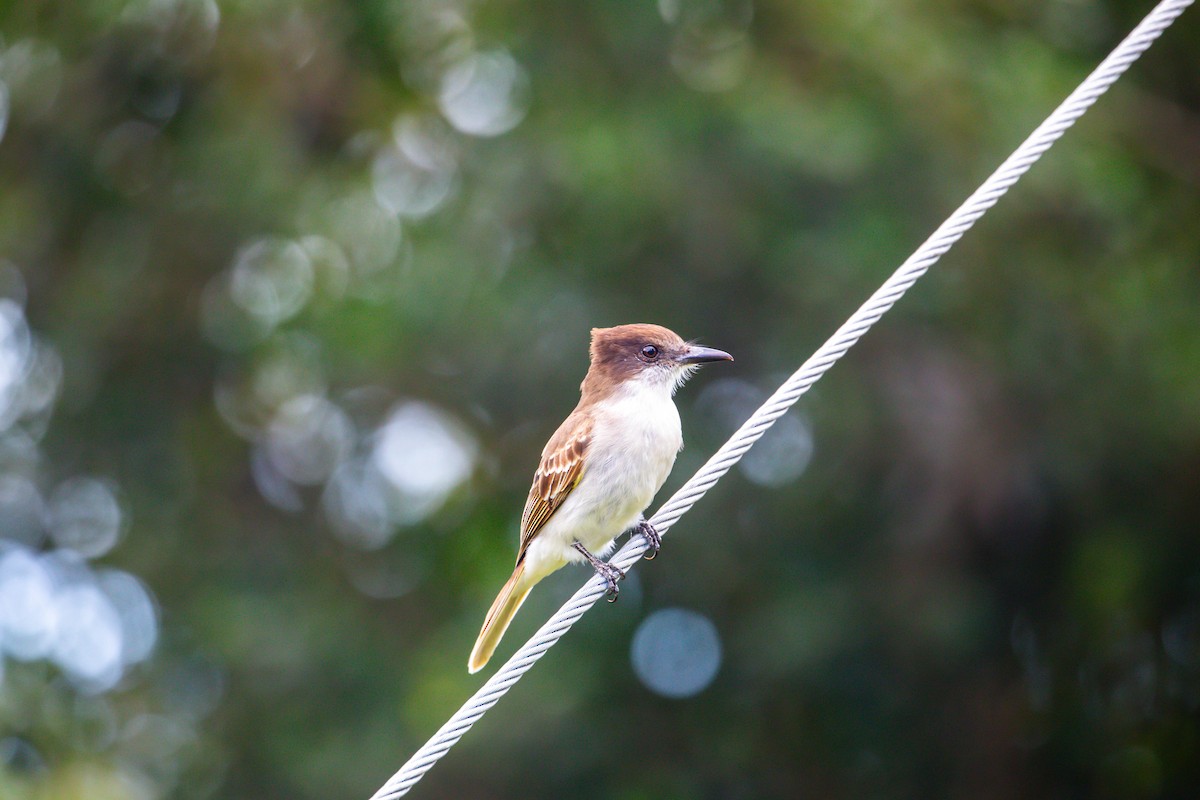 Loggerhead Kingbird - ML628929257