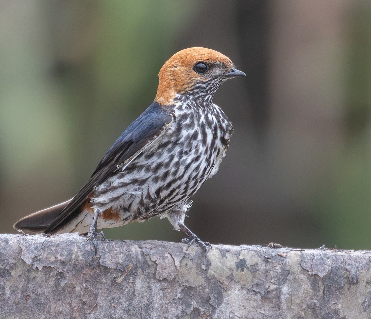 Lesser Striped Swallow - ML628929262