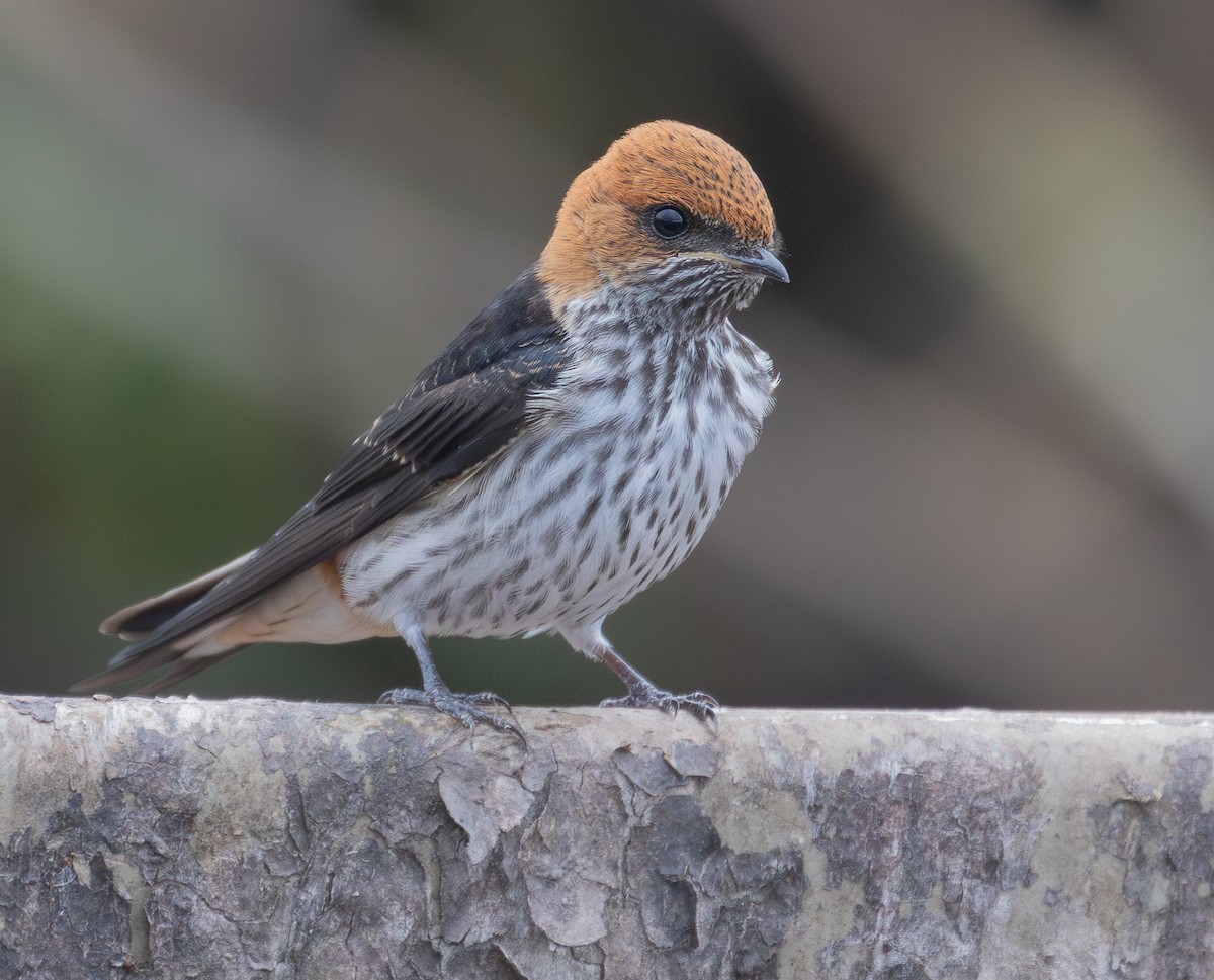 Lesser Striped Swallow - ML628929264