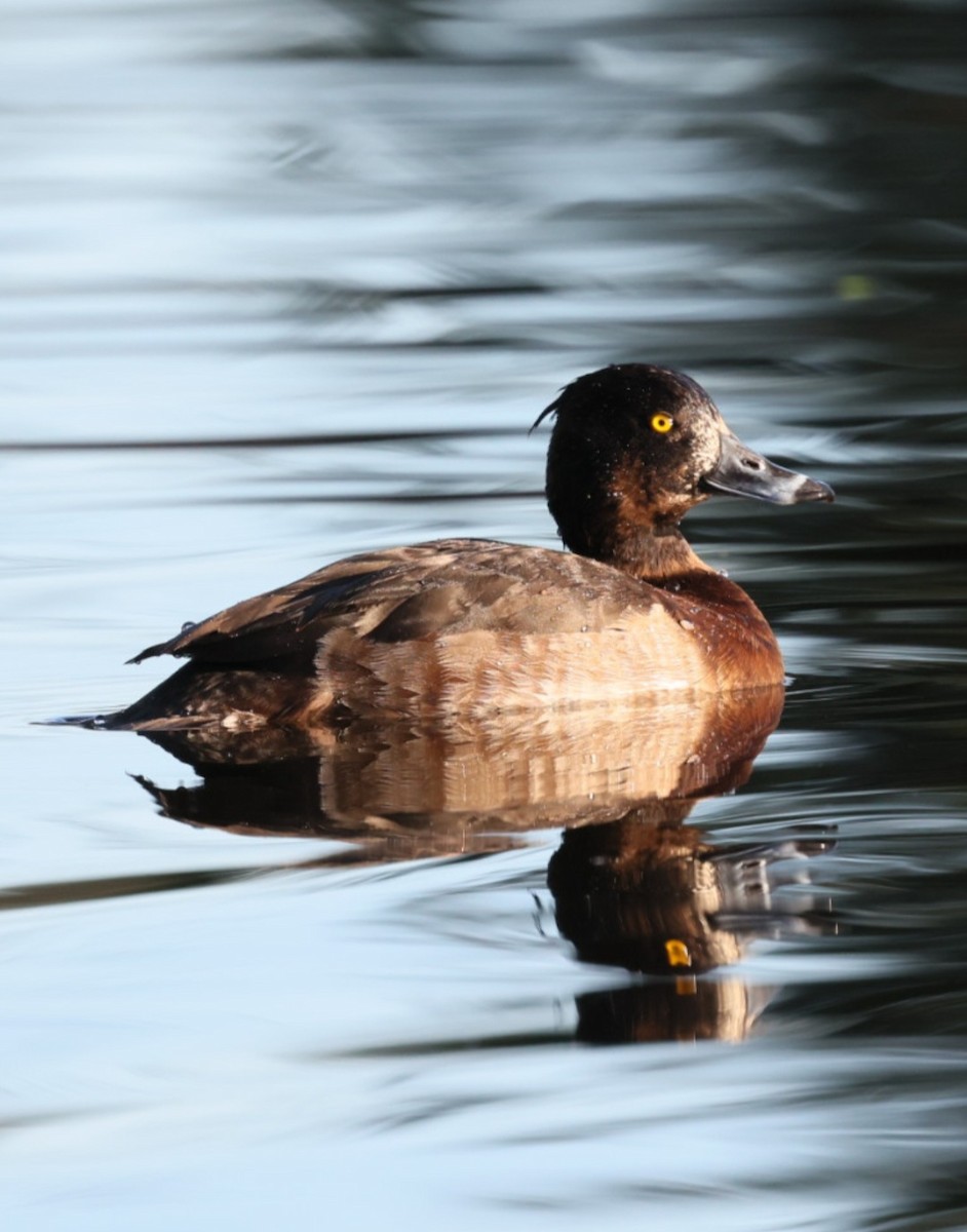 Tufted Duck - ML628929346