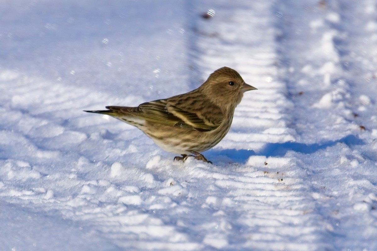 Pine Siskin - ML628929498