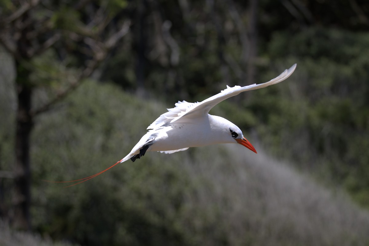 Red-tailed Tropicbird - ML628929521