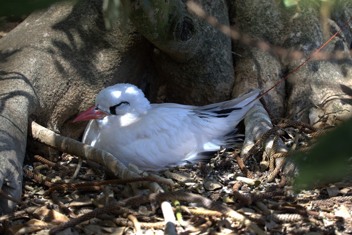Red-tailed Tropicbird - ML628929538