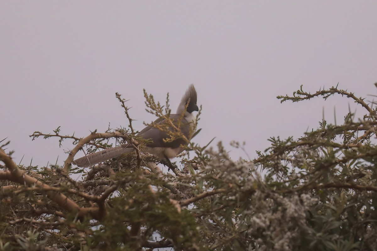 Bare-faced Go-away-bird - ML628929601