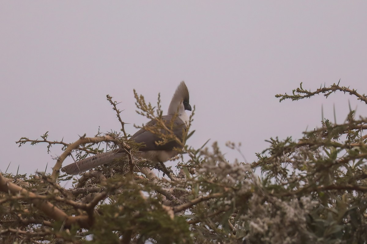 Bare-faced Go-away-bird - ML628929602