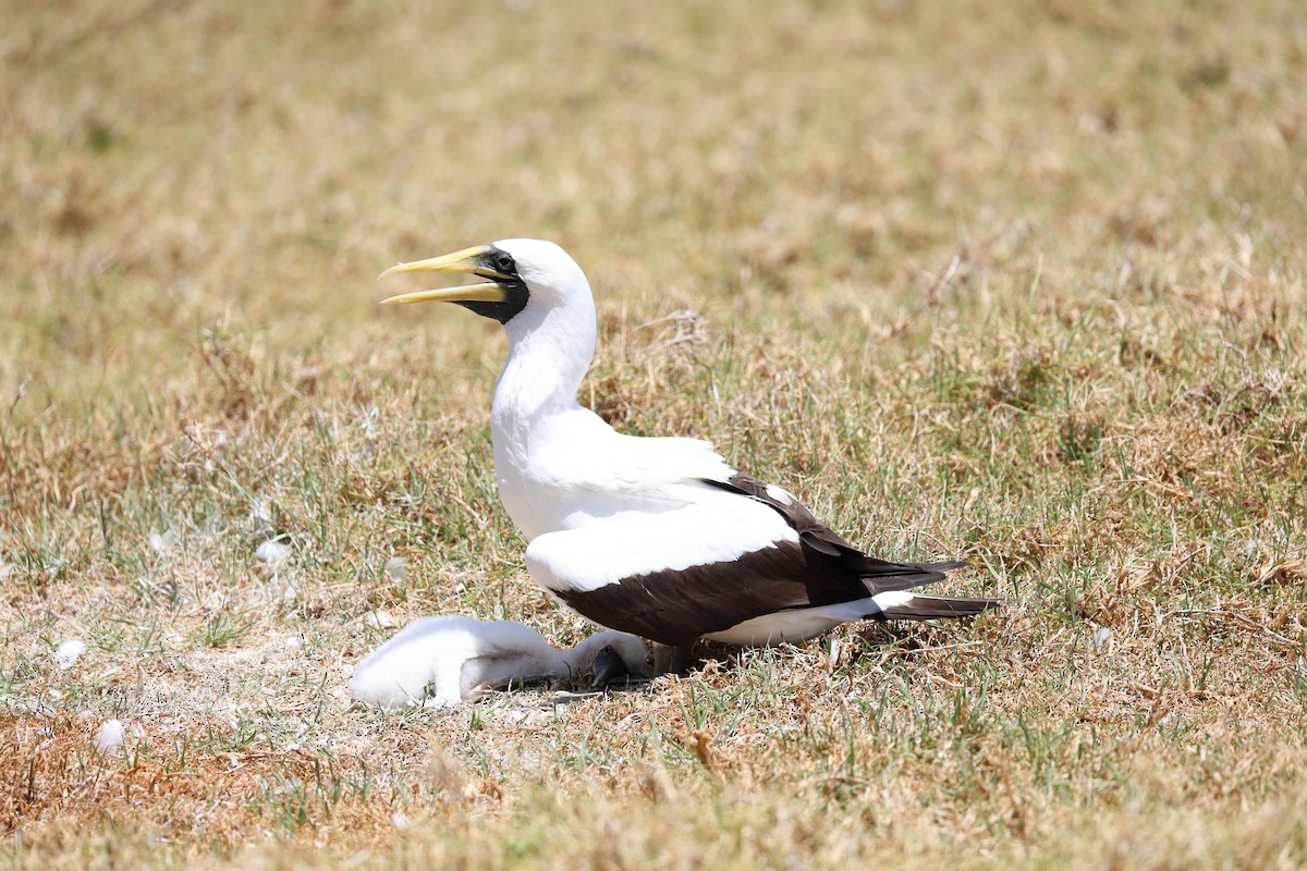 Masked Booby - ML628929628