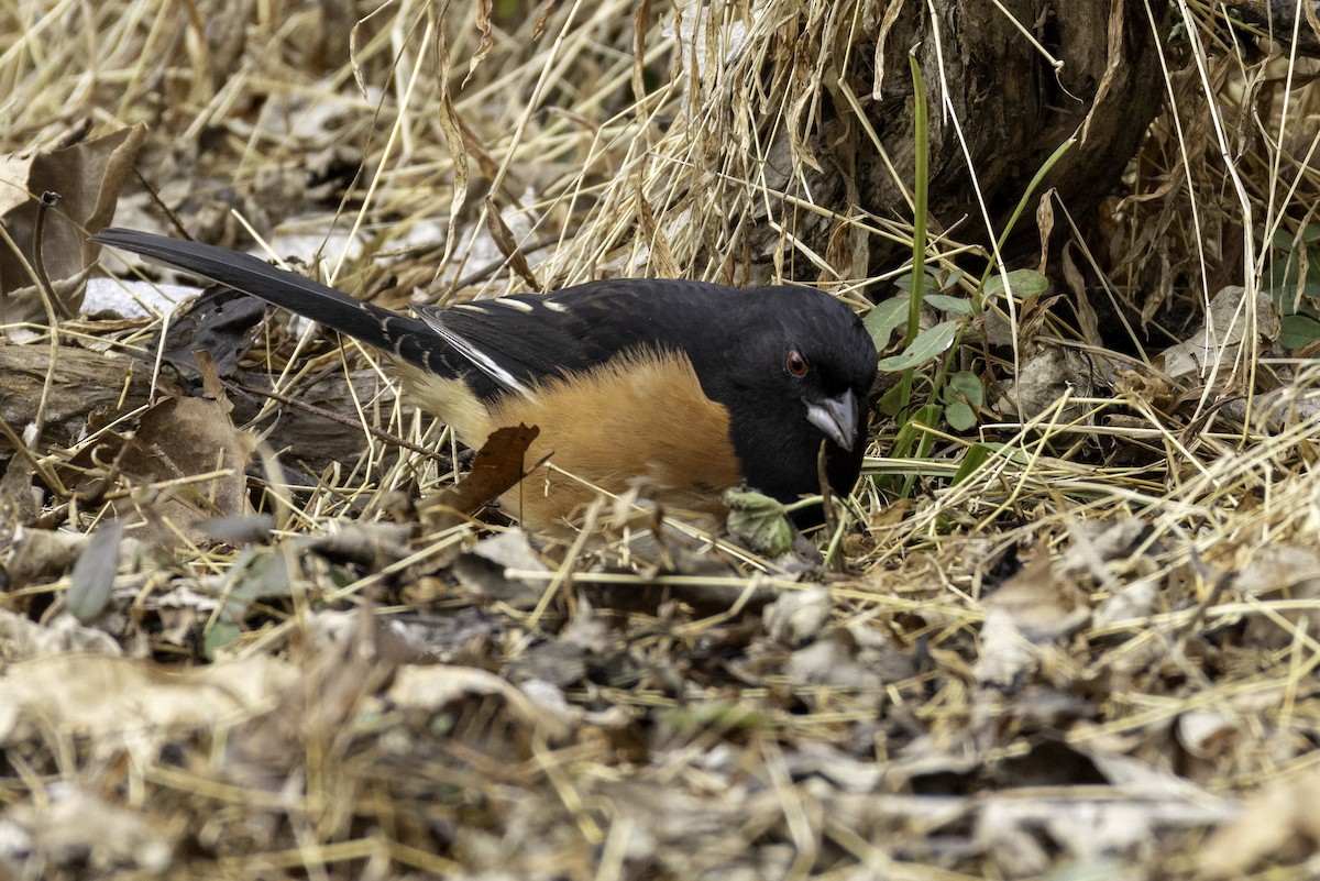Eastern Towhee - ML628929735