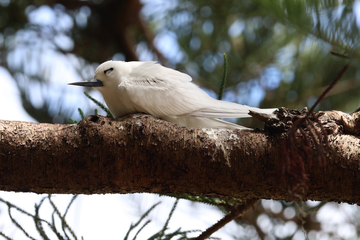 Blue-billed White-Tern - ML628929766