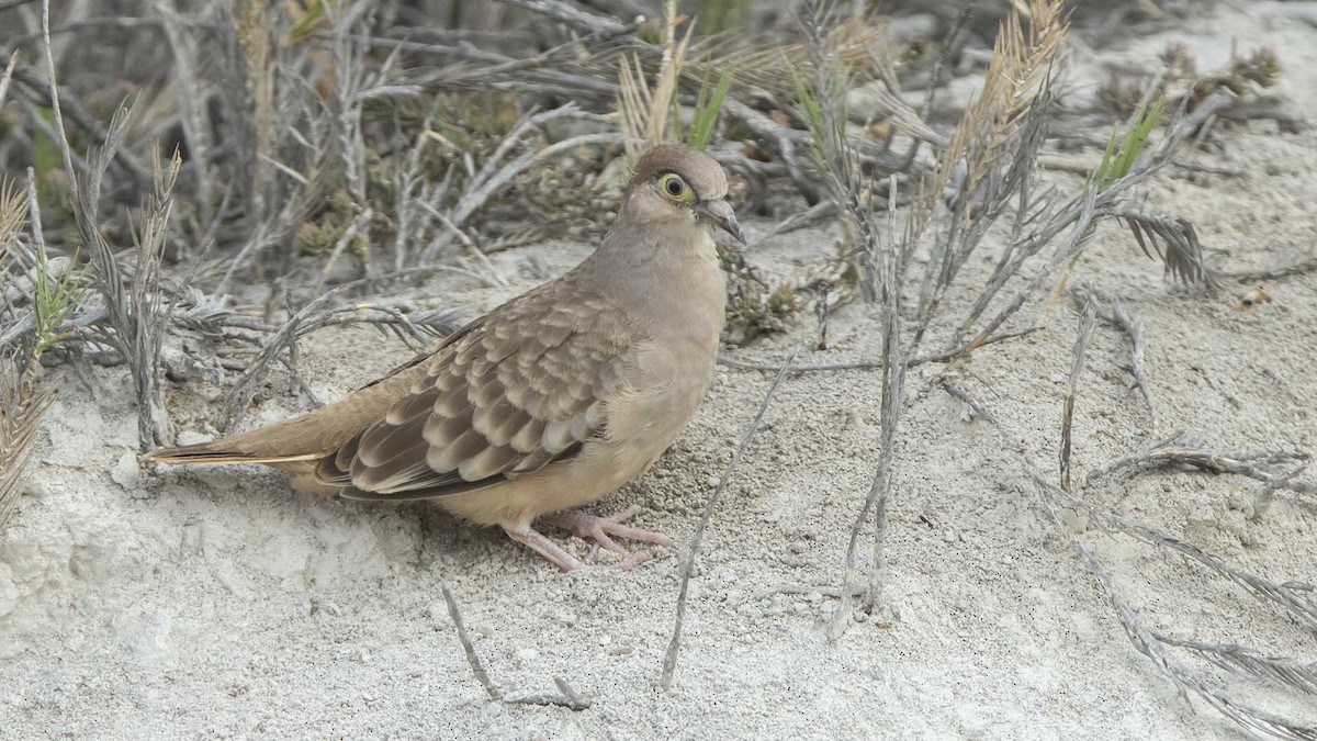 Bare-faced Ground Dove - ML628929900