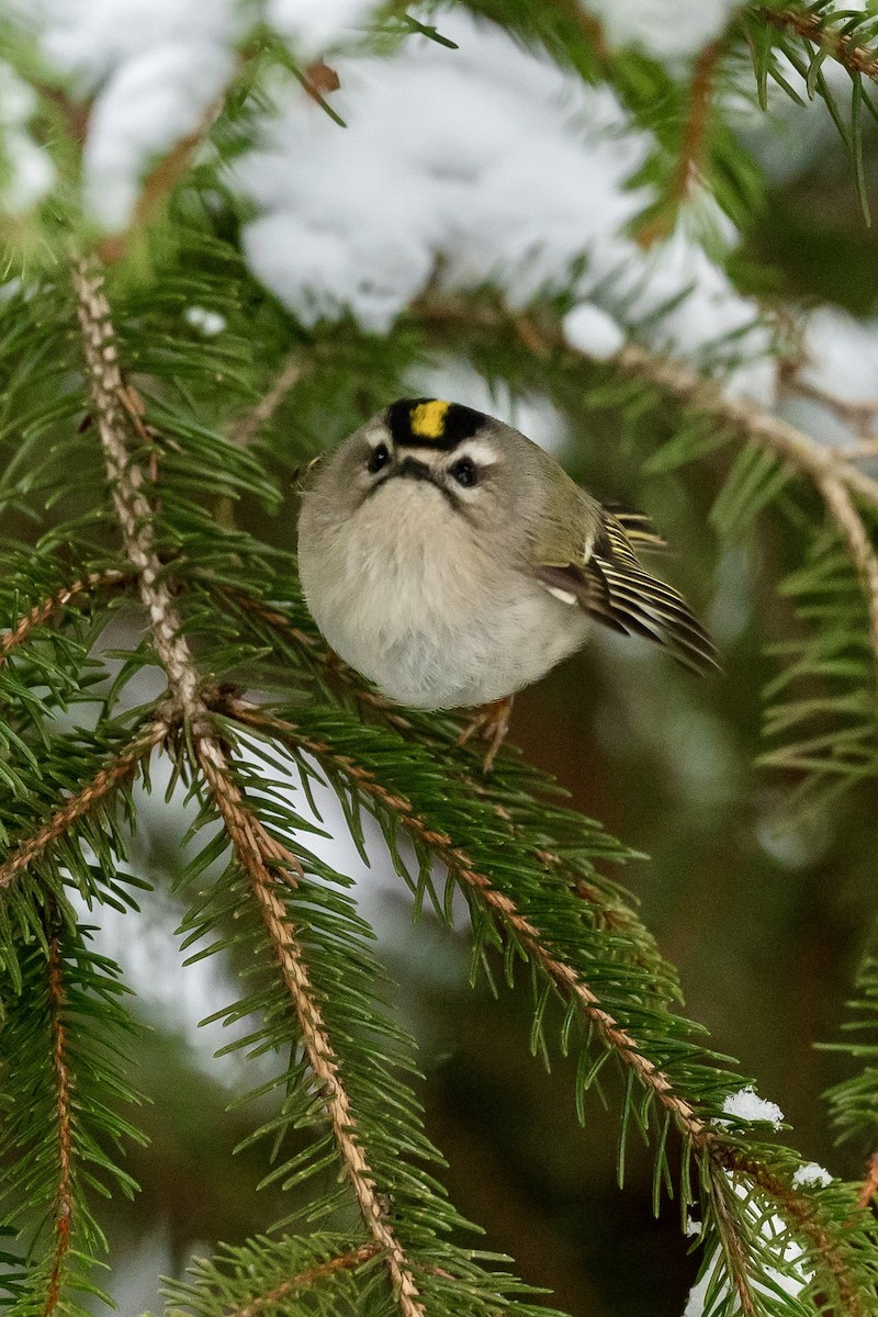 Golden-crowned Kinglet - ML628930050