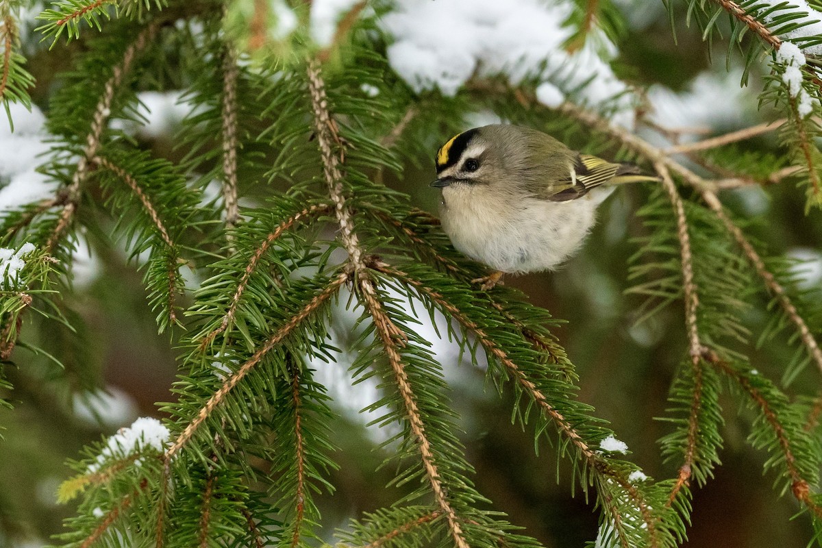 Golden-crowned Kinglet - ML628930051