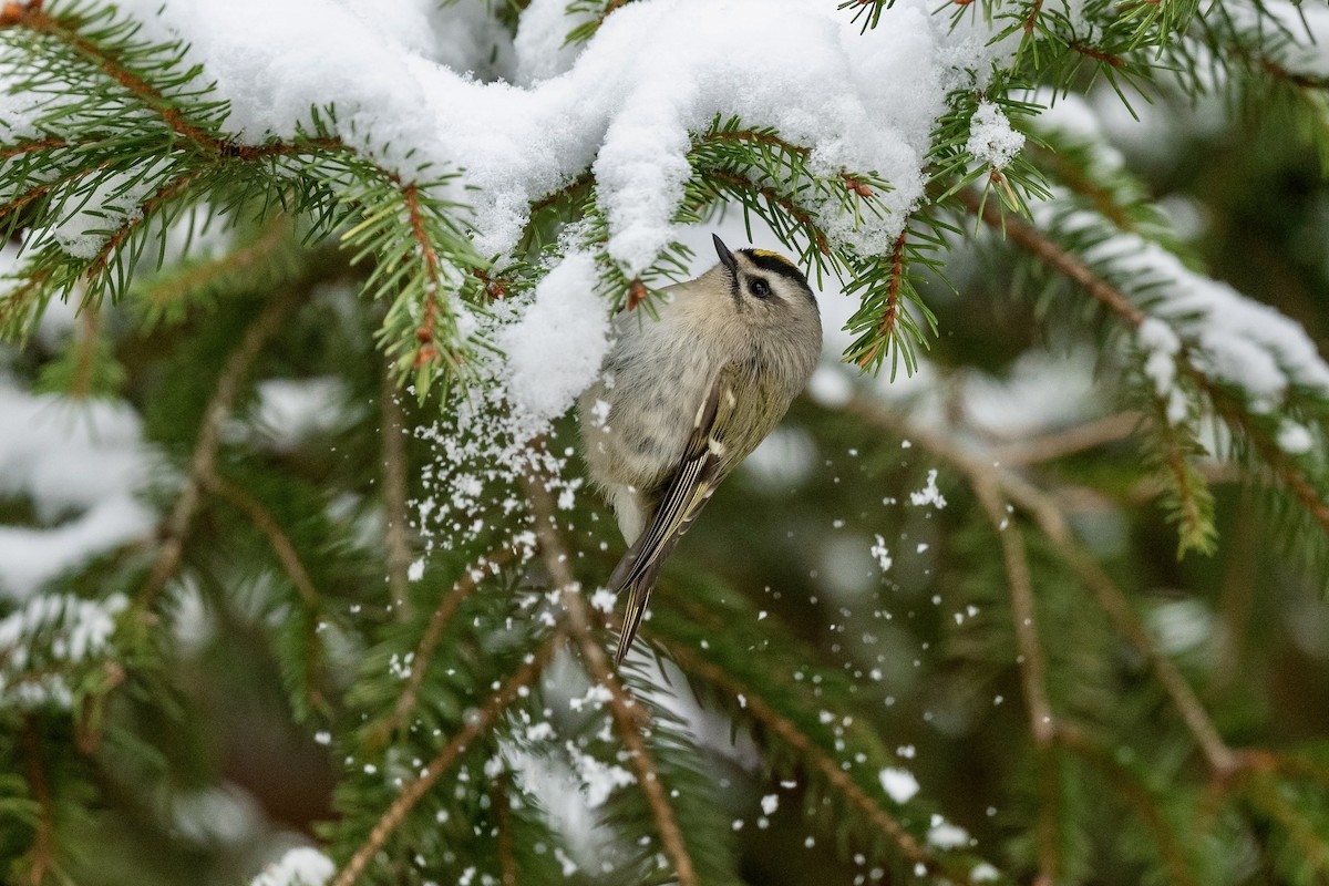 Golden-crowned Kinglet - ML628930053