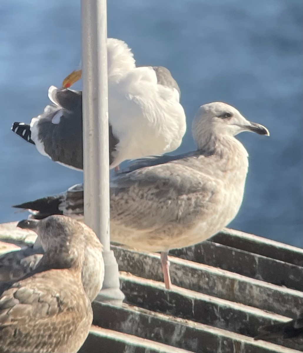 Vega Gull - ML628930136