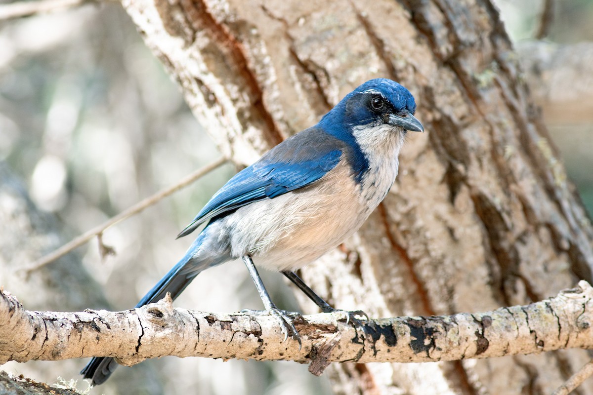 Island Scrub-Jay - ML628930168