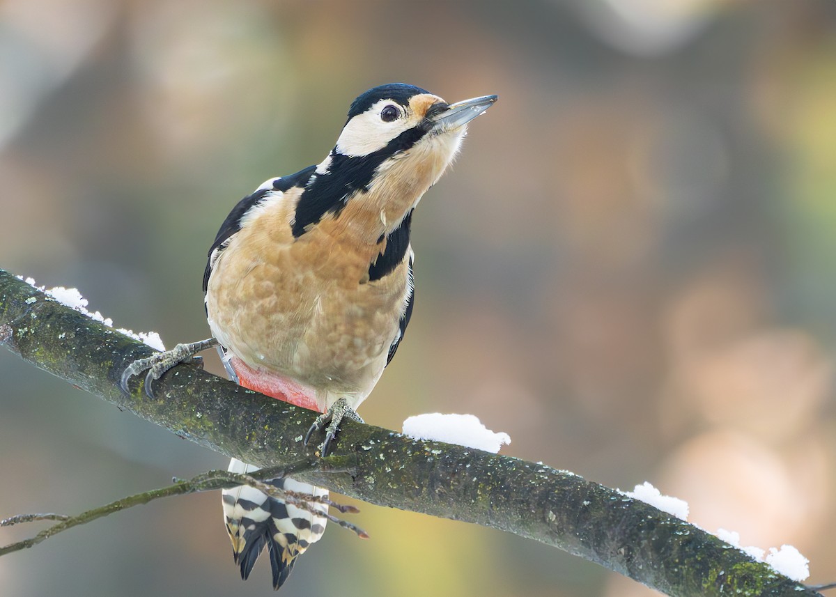 Great Spotted Woodpecker (Great Spotted) - ML628930185