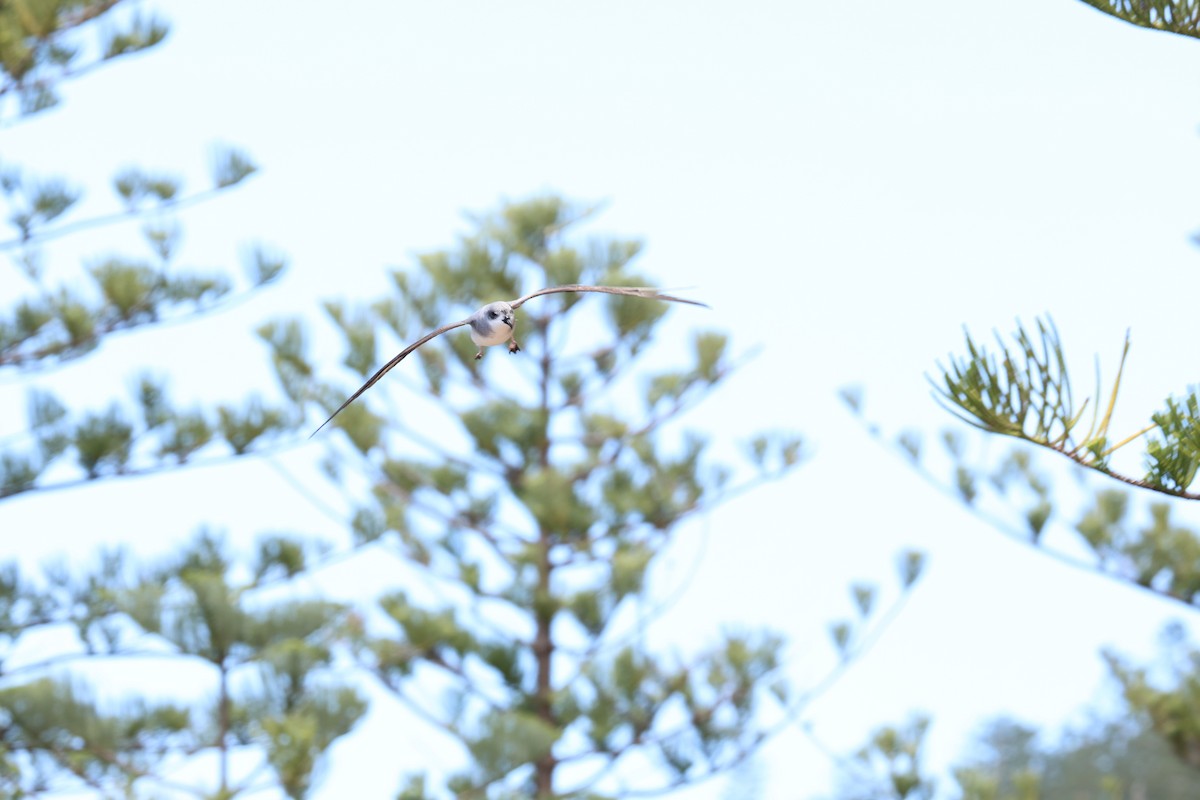 Black-winged Petrel - ML628930290